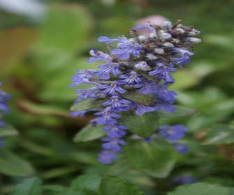 Zenegroen (Ajuga reptans)
