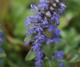 Zenegroen (Ajuga reptans)