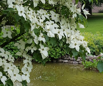 Kornoelje (Cornus kousa 'China Girl')