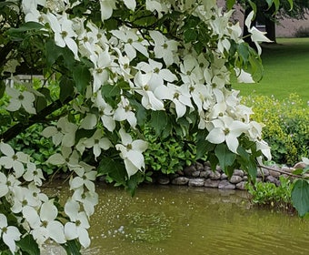 Kornoelje (Cornus kousa 'China Girl')