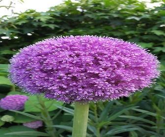 Sierui (Allium giganteum)
