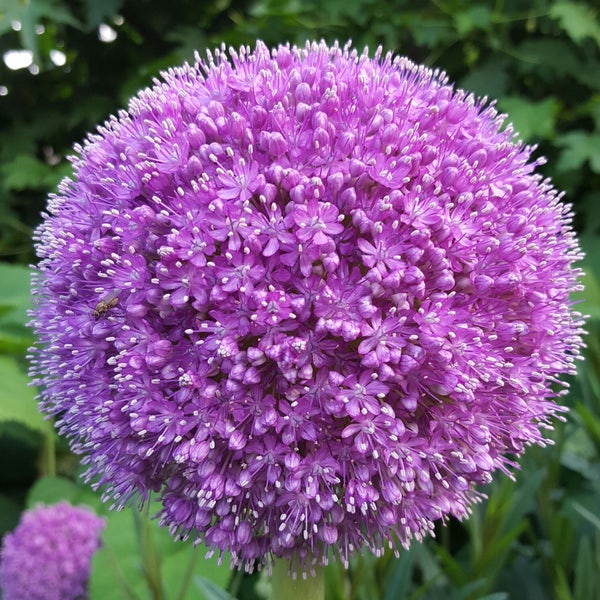 Allium giganteum