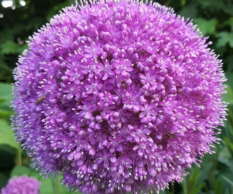 Sierui (Allium giganteum)