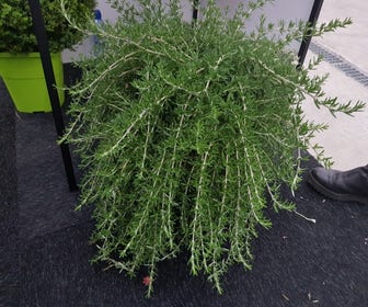 Rozemarijn (Rosmarinus 'Blue Cascade®')