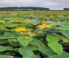 Hertshooi (Hypericum 'Autumn Blaze')