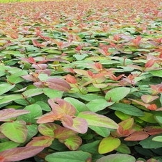 Hertshooi (Hypericum 'Albury Purple')