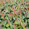 Hertshooi (Hypericum 'Albury Purple')