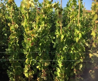 Druif (Vitis vinifera 'Alphonse Lavalle')