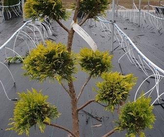Cupressocyparis als bonsai (Cupressocyparis leylandii 'Gold Rider')