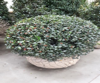 Hulst in bolvorm (Ilex altaclerensis ‘Camelliifolia’)