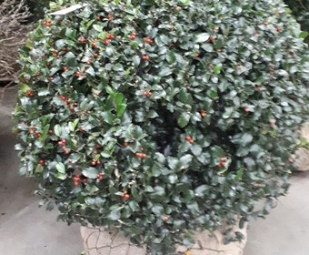 Hulst in bolvorm (Ilex altaclerensis ‘Camelliifolia’)