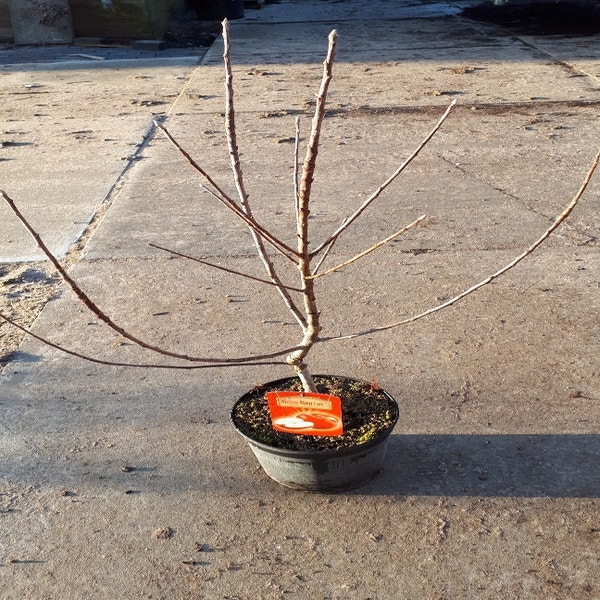 Dwerg appel (Malus domestica 'Mini-Cox')