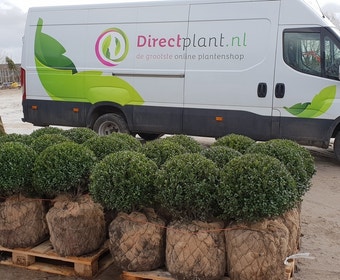 Japanse hulst in bolvorm (Ilex crenata 'Caroline Upright')