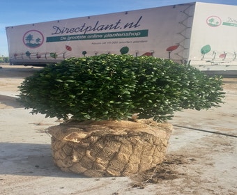 Japanse hulst als bol (Ilex crenata 'Hetzi')