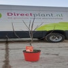Dwerg appel (Malus domestica 'Mini-Cox')