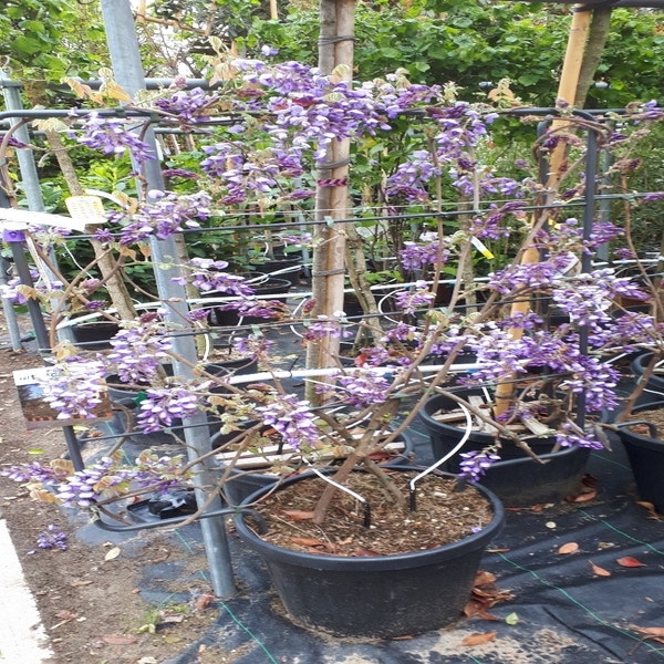 Blauwe Regen (Wisteria brachybotrys 'Yokohama Fuji')  95 x 110