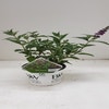 Vlinderstruik (Buddleja davidii 'Miss Violet')