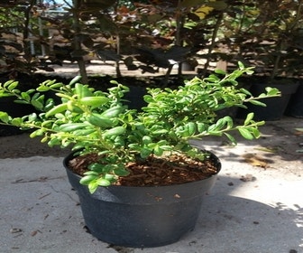 Japanse Hulst (Ilex crenata 'Green Lustre)