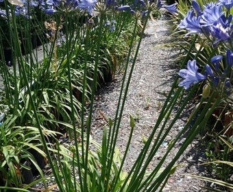 Afrikaanse lelie (Agapanthus 'Blue Storm')