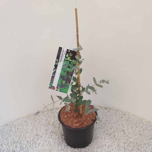 Eucalyptus gunni 25/30 cm