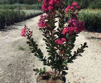 Lagerstroemia (Lagerstroemia 'Pink Velour')