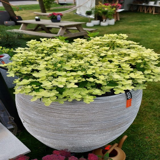 Hortensia (Hydrangea paniculata 'Switch Ophelia')