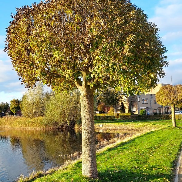 Pluim Es (Fraxinus ornus 'Meczek')