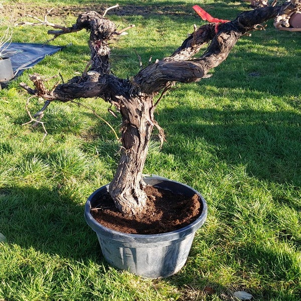 Druif, op stam (Vitis vinifera)