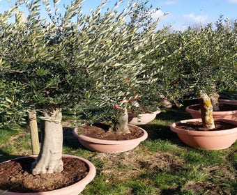 Olijf als solitair 30/40cm (Olea europaea) Schotel