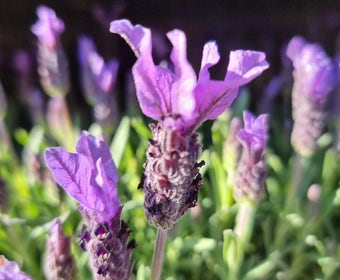 Vlinderlavendel (Lavandula stoechas)
