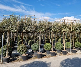 Olijfwilg als leiboom (Elaeagnus ebbingei)