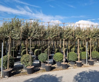 Olijfwilg als leiboom (Elaeagnus ebbingei) NU EXTRA VOORDELIG