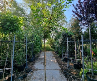 Kardinaalshoed als boom (Euonymus alatus)