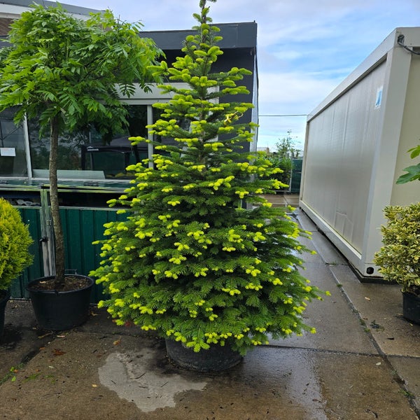 Abies nordmaniana, potgekweekt 250/300cm