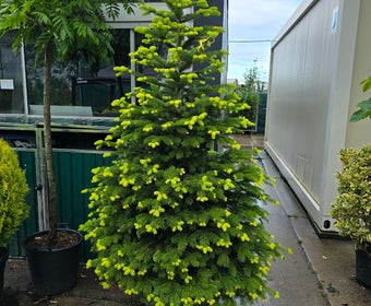 Nordmann-spar (Abies nordmanniana)