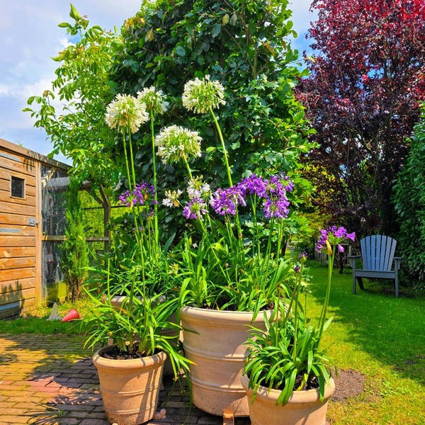 Afrikaanse lelie (Agapanthus umbellatus 'Albus')