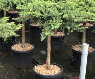 Kustjeneverbes (Juniperus conferta 'Schlager') halfstam