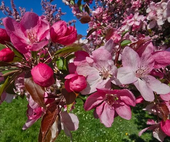 Sierappel als leiboom (Malus 'Rudolf')