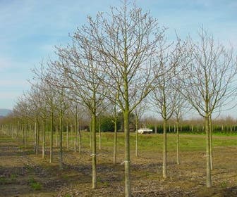 Beverboom (Magnolia cylindrica)