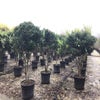 Meerstammige Liguster (Ligustrum japonicum 'Texanum')