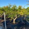 Granaatappel als solitair (Punica granatum)