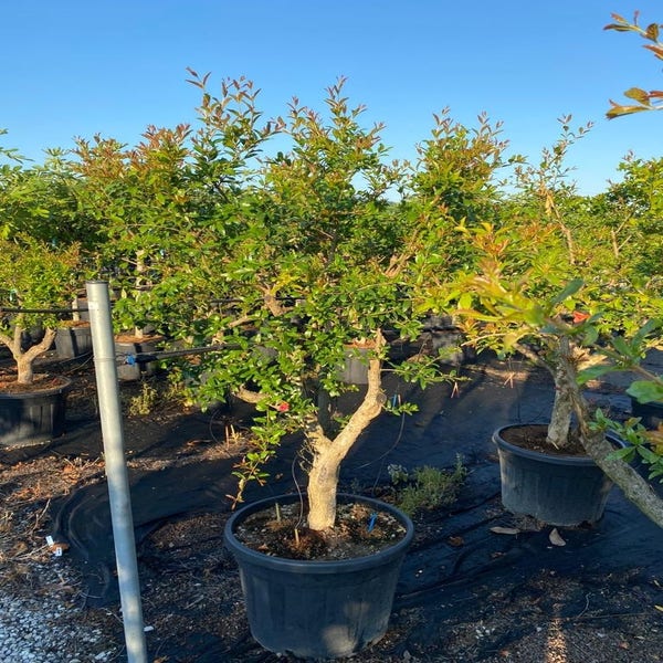 Granaatappel als solitair (Punica granatum)