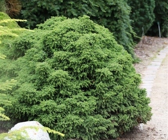 Sikkelden (Cryptomeria japonica 'Yokohama')