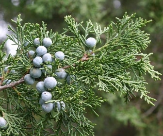Chinese jeneverbes (Juniperus chinensis 'Keeteleri')