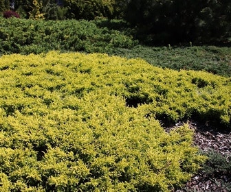 Jeneverbes (Juniperus communis 'Goldschatz')