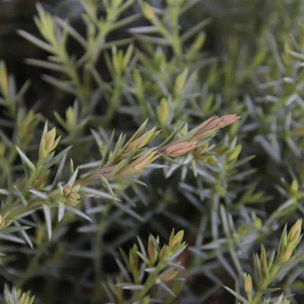 Juniperus davurica 'Leningrad' 
