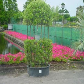 Olijf waterput (Olea europea)