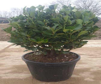 Kardinaalshoed als bol (Euonymus japonicus)