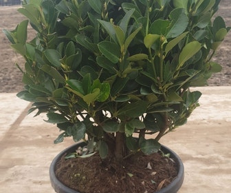 Kardinaalshoed als bol (Euonymus japonicus)