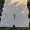 Perenboom (Pyrus communis 'Noord-Hollandse Suikerpeer') Bio